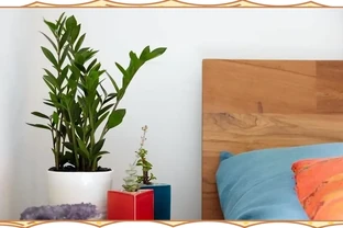 十種適合臥室種植的綠植及其養護指南