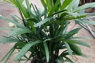 觀音棕竹葉子乾枯別放棄，急救有妙招