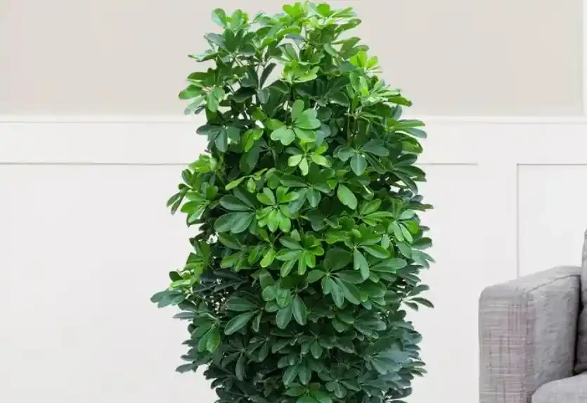 家裡養盆鴨腳木,不僅耐陰好養,還寓意吉祥,你知道嗎?