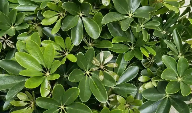 家裡養盆鴨腳木,不僅耐陰好養,還寓意吉祥,你知道嗎?