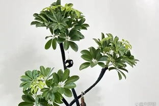 家裡養盆鴨腳木，不僅耐陰好養，還寓意吉祥，你知道嗎？