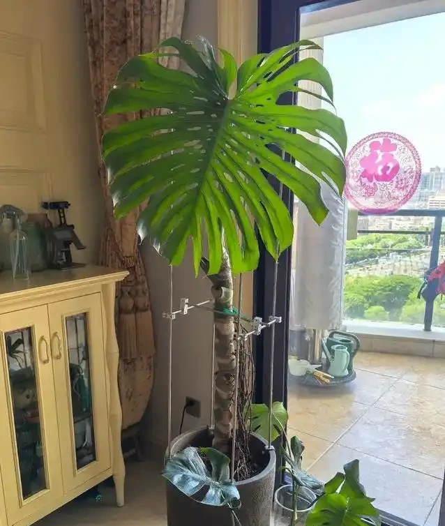 養了五年醜龜背芋,照老花農秘籍狠曬,三個月葉子大到驚人
