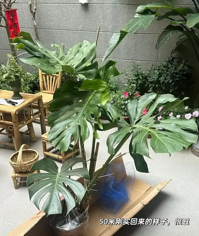 養了五年醜龜背芋,照老花農秘籍狠曬,三個月葉子大到驚人