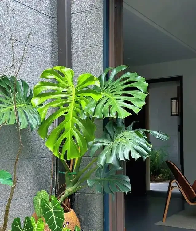 養了五年醜龜背芋,照老花農秘籍狠曬,三個月葉子大到驚人