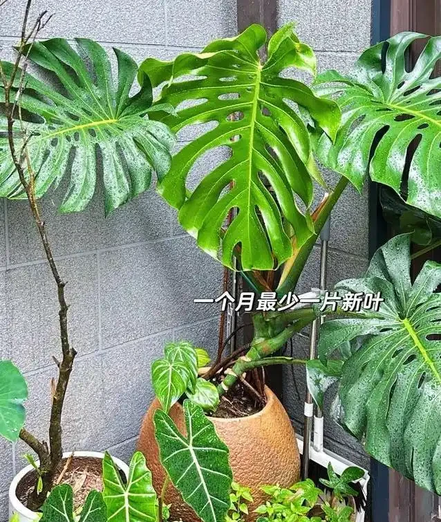 養了五年醜龜背芋,照老花農秘籍狠曬,三個月葉子大到驚人