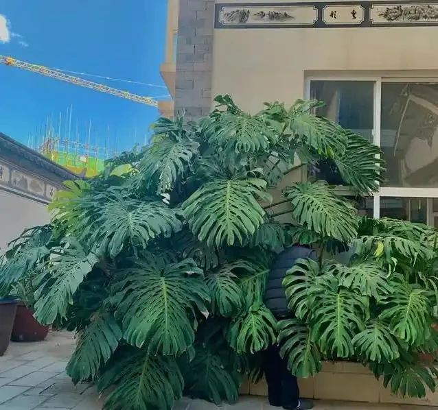 養了五年醜龜背芋,照老花農秘籍狠曬,三個月葉子大到驚人