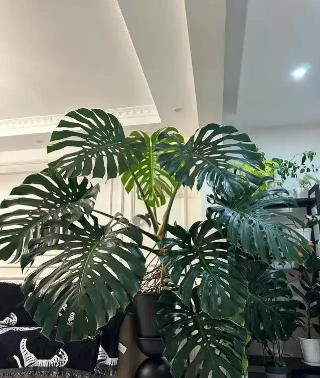 養了五年醜龜背芋,照老花農秘籍狠曬,三個月葉子大到驚人
