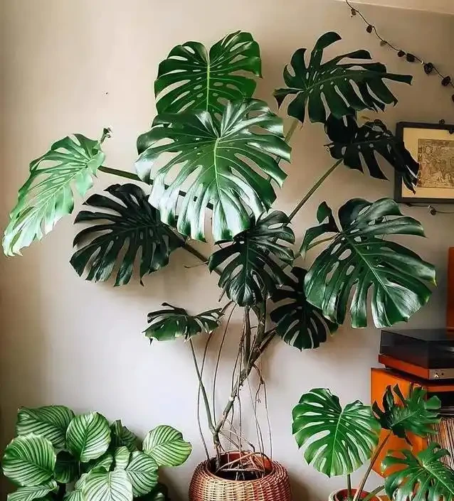 養了五年醜龜背芋,照老花農秘籍狠曬,三個月葉子大到驚人