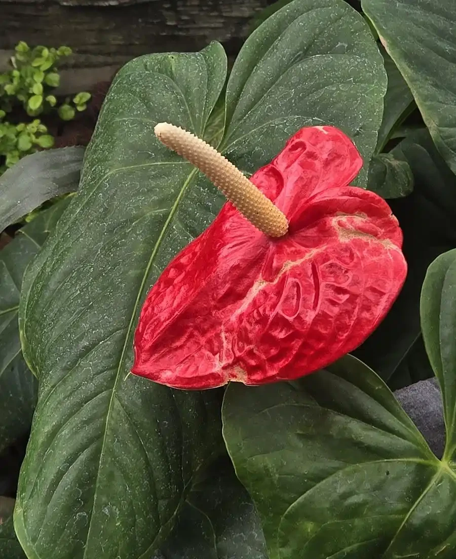 火鶴花葉子有黃斑是怎麼回事