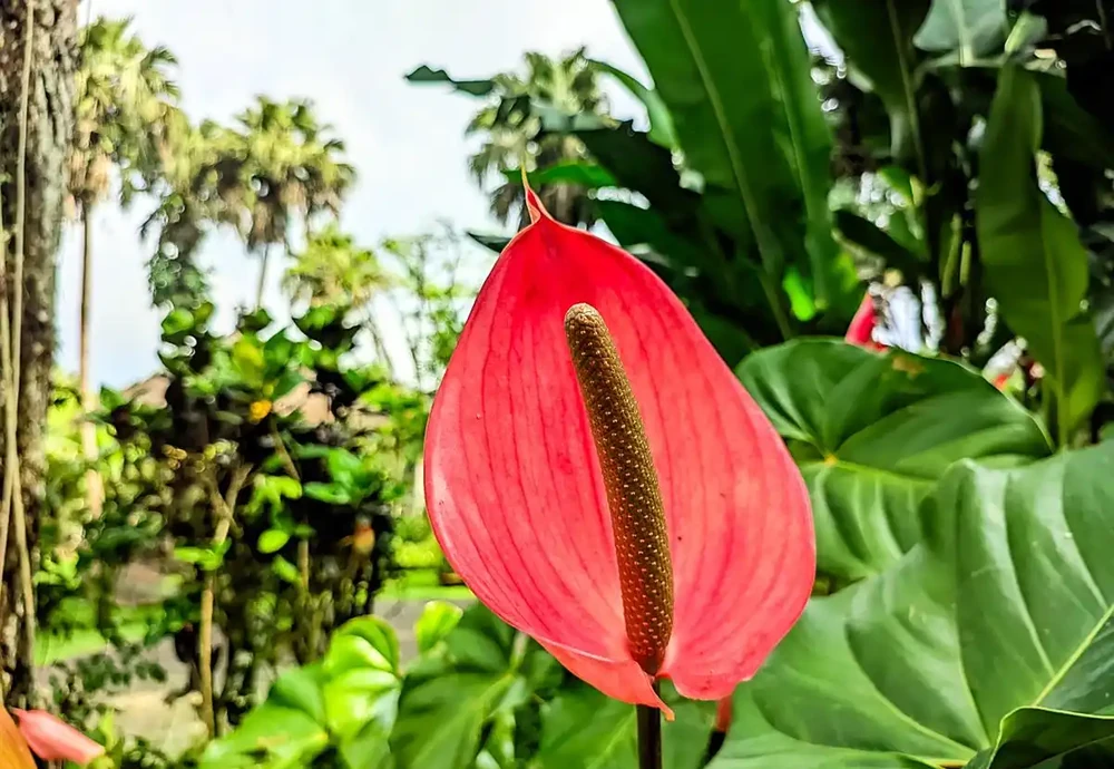 火鶴花葉子有黃斑是怎麼回事