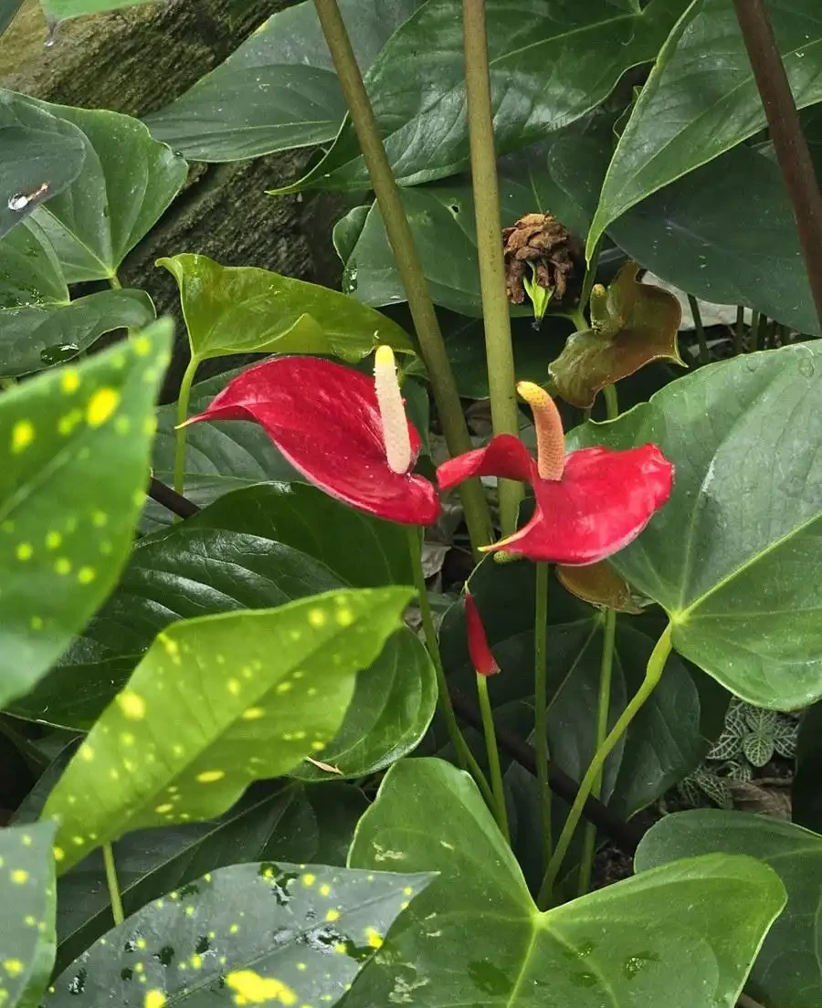 火鶴花葉子有黃斑是怎麼回事