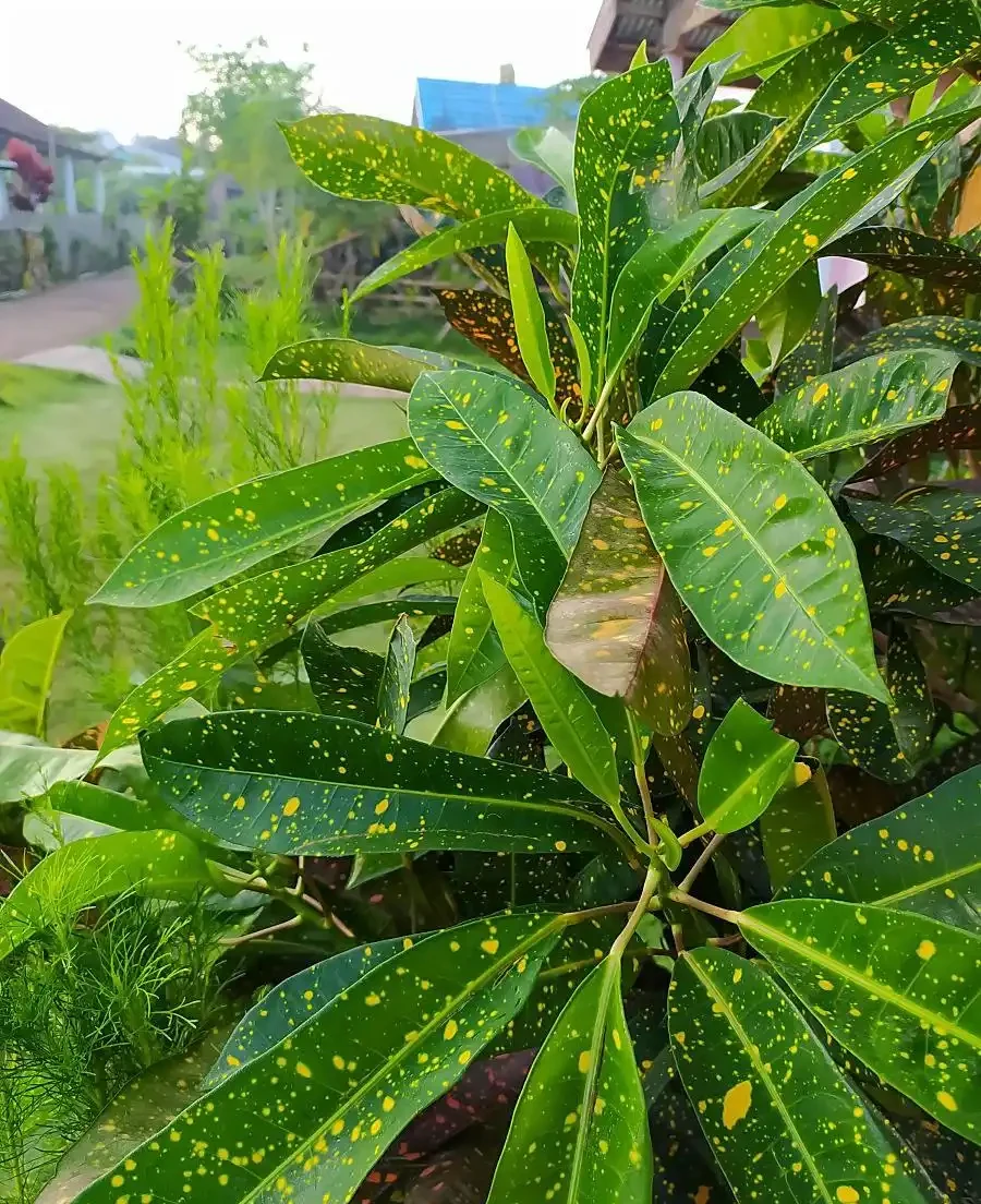 火鶴花葉子有黃斑是怎麼回事