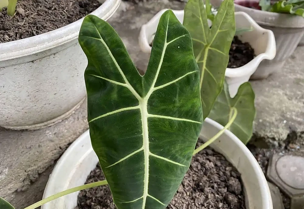 火鶴花葉子有黃斑是怎麼回事