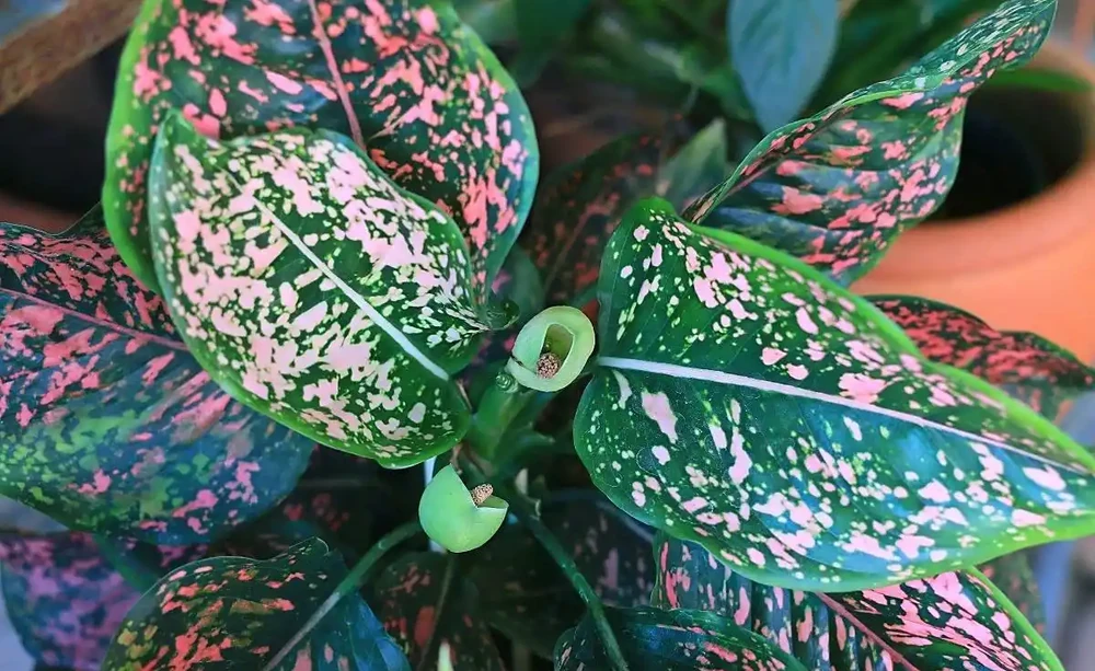 火鶴花葉子有黃斑是怎麼回事