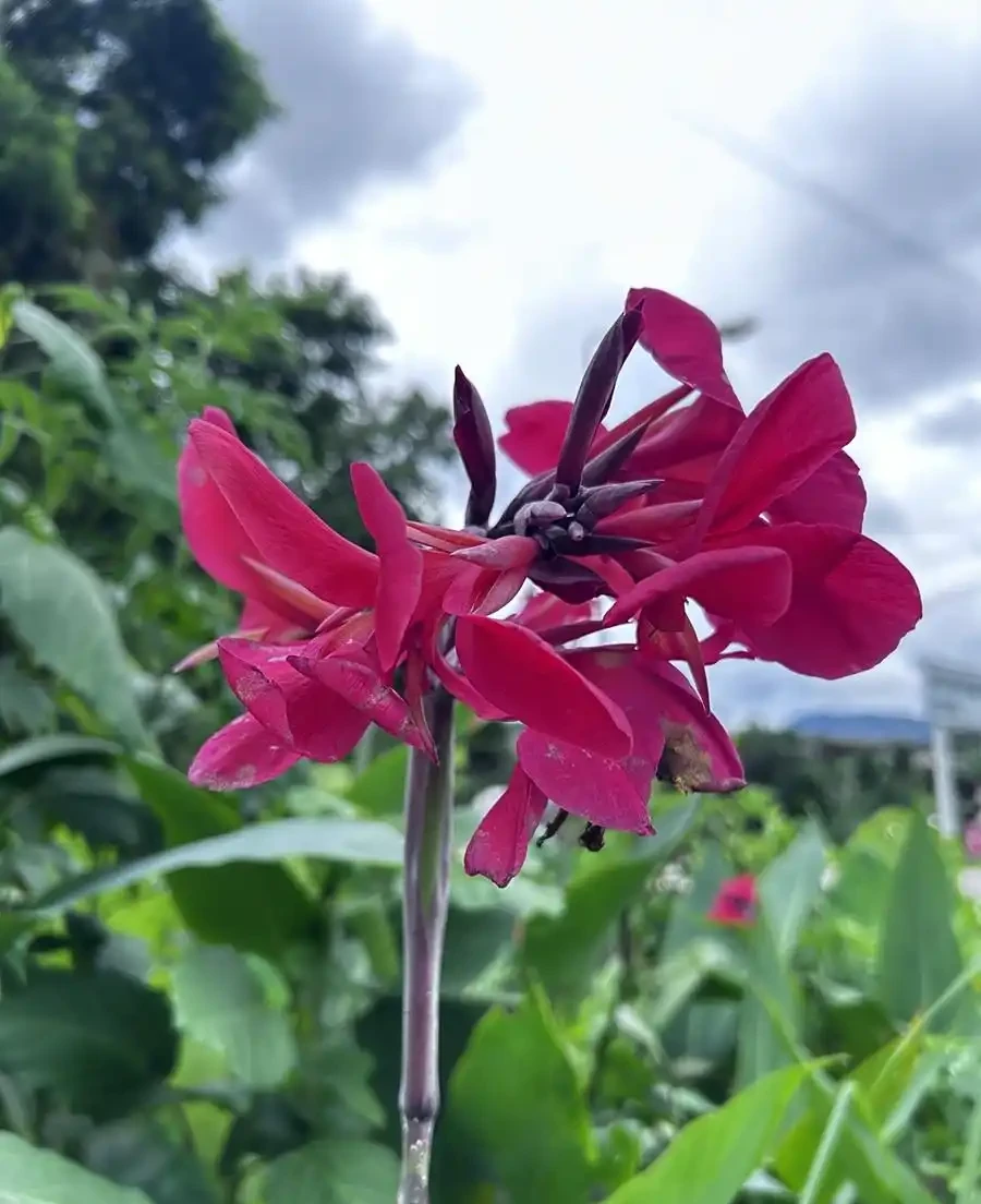 火鶴花葉子有黃斑是怎麼回事