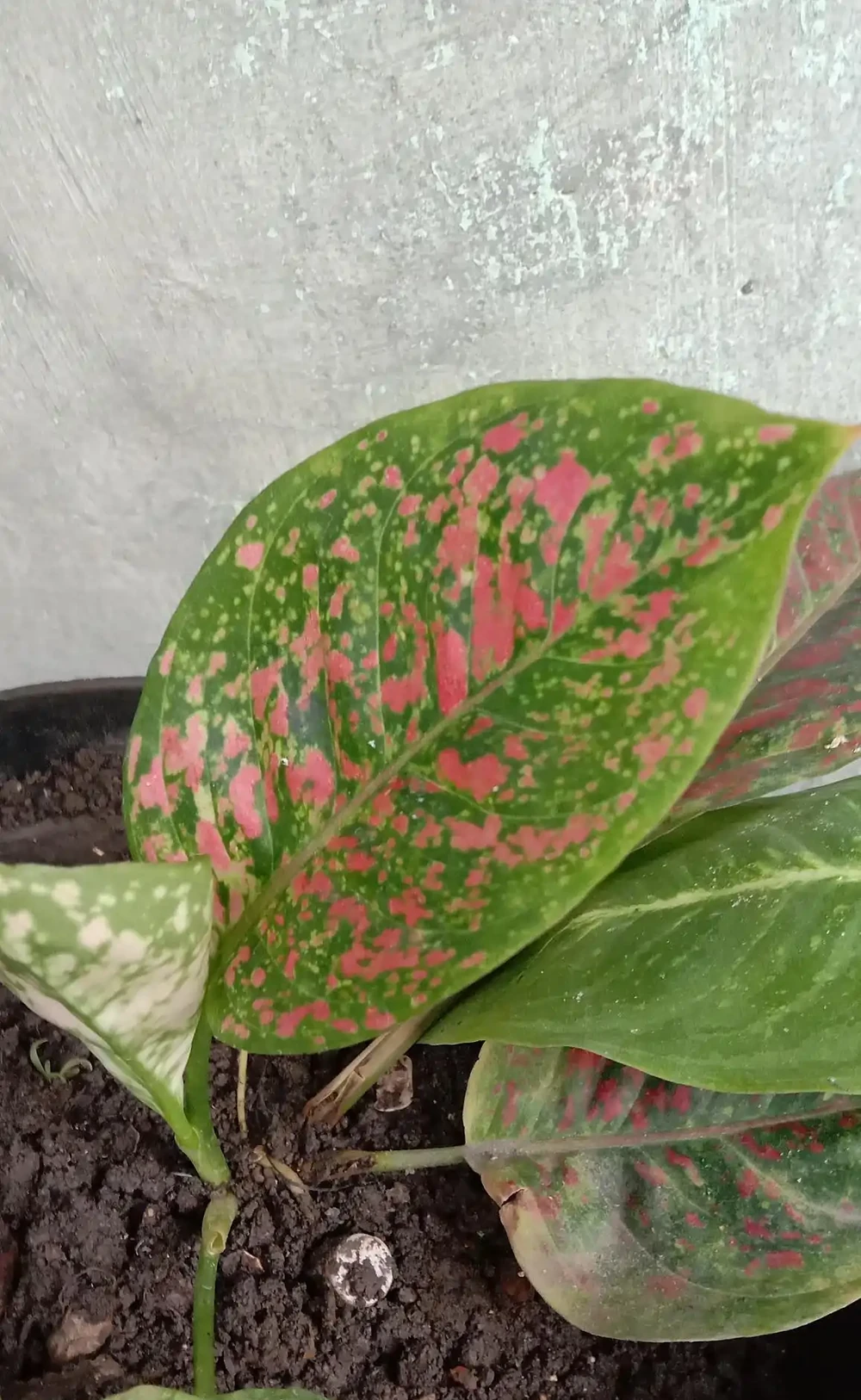 火鶴花葉子有黃斑是怎麼回事
