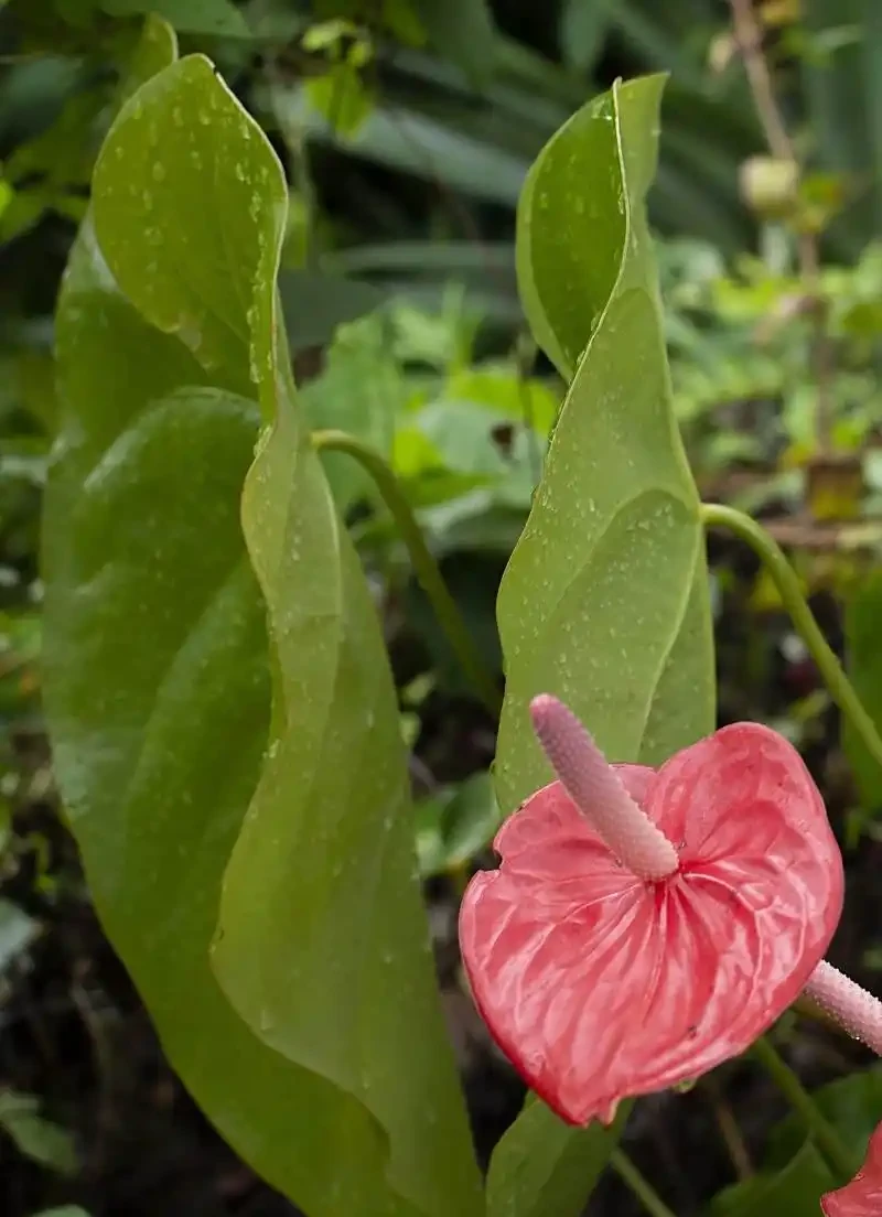 火鶴花葉子有黃斑是怎麼回事