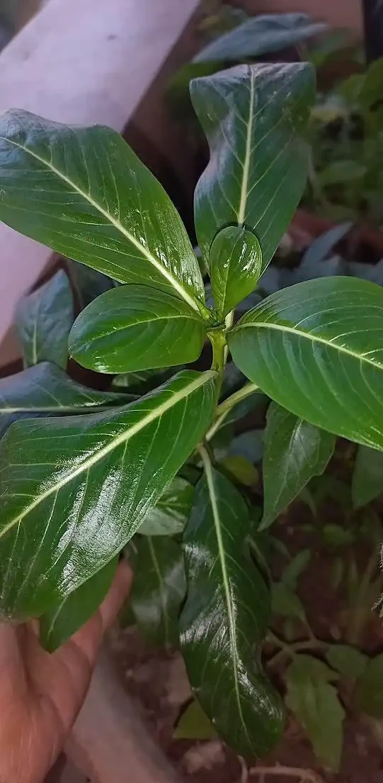 火鶴花葉子有黃斑是怎麼回事
