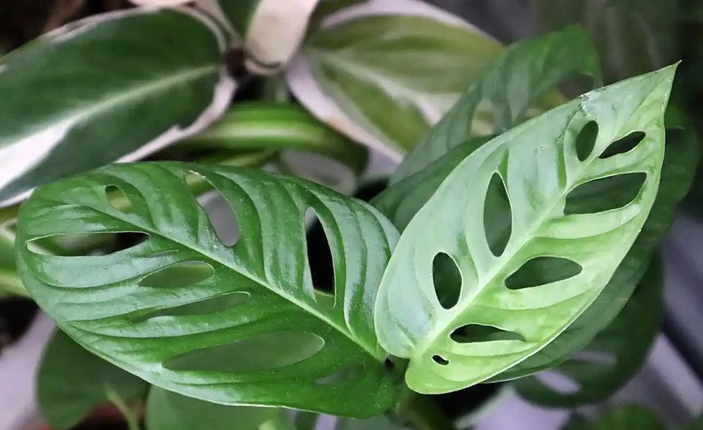 火鶴花葉子有黃斑是怎麼回事