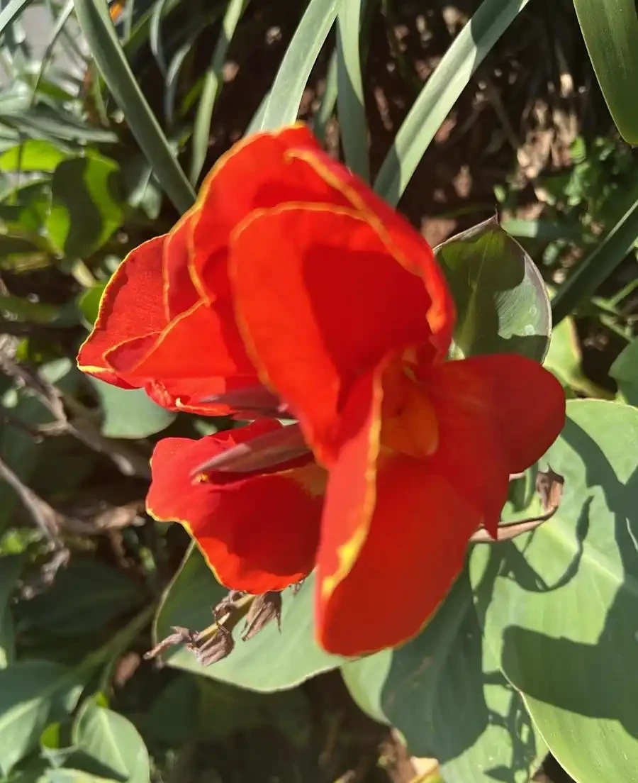 火鶴花葉子有黃斑是怎麼回事