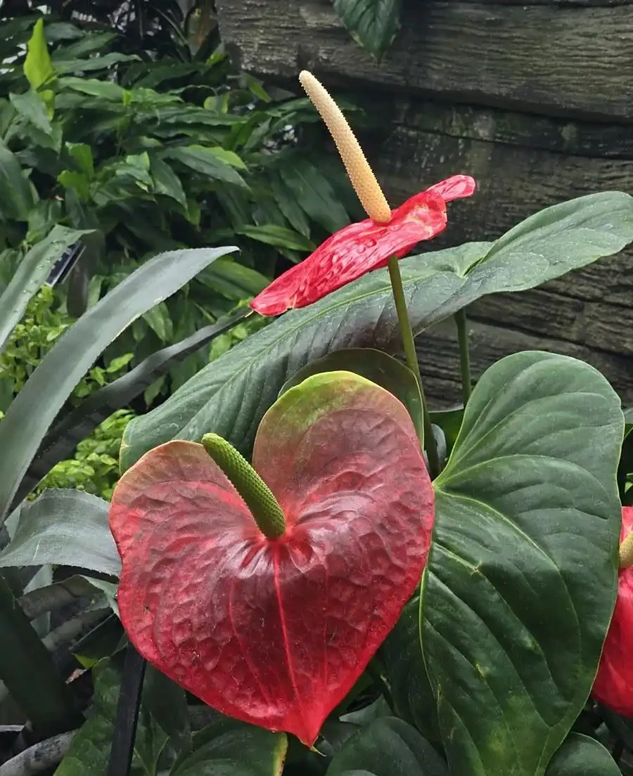 火鶴花葉子有黃斑是怎麼回事