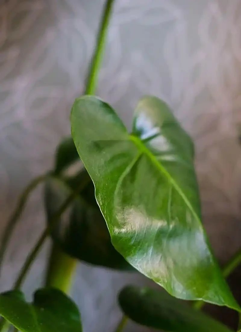 火鶴花葉子有黃斑是怎麼回事