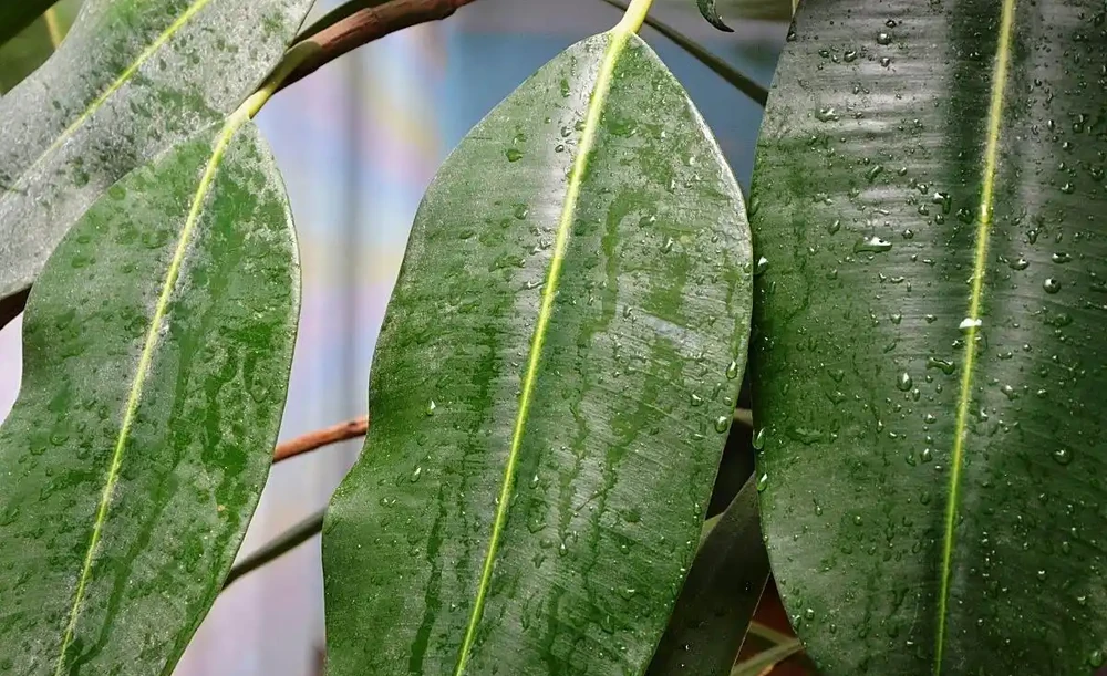 火鶴花葉子有黃斑是怎麼回事