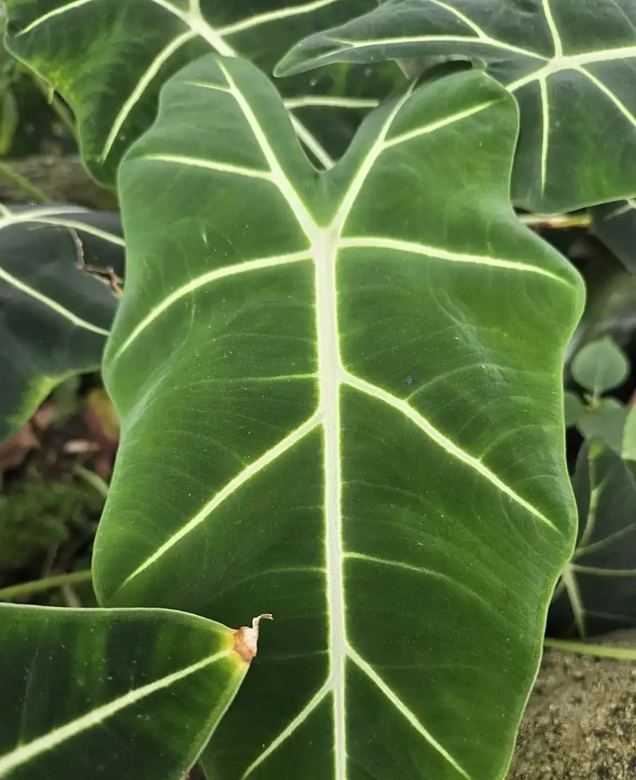 火鶴花葉子有黃斑是怎麼回事