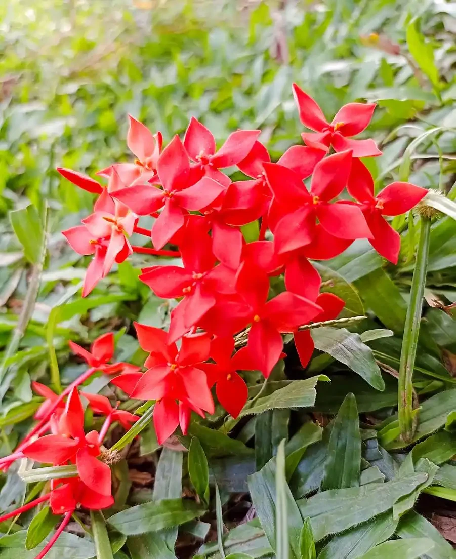 火鶴花葉子有黃斑是怎麼回事