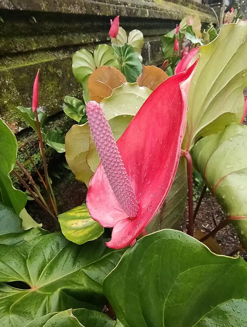 火鶴花葉子有黃斑是怎麼回事