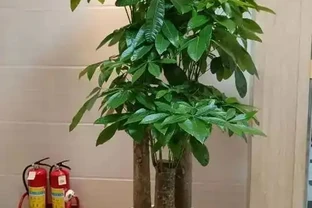 發財樹過高別慌！科學截斷助它重煥生機