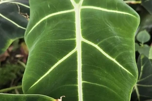 火鶴花葉子有黃斑是怎麼回事