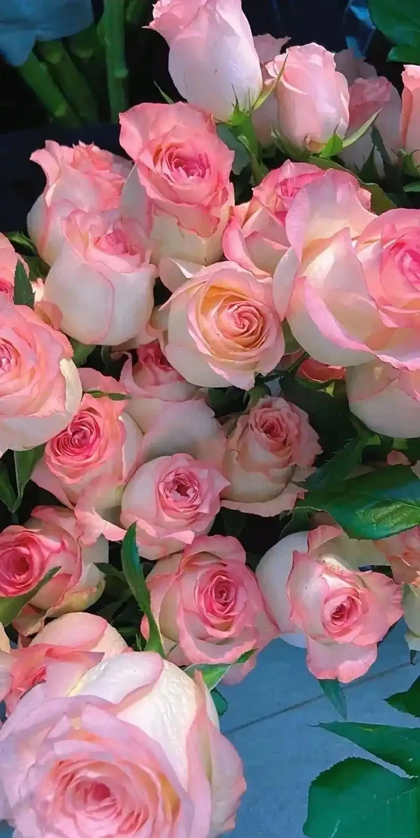 浪漫的玫瑰花束桌布
