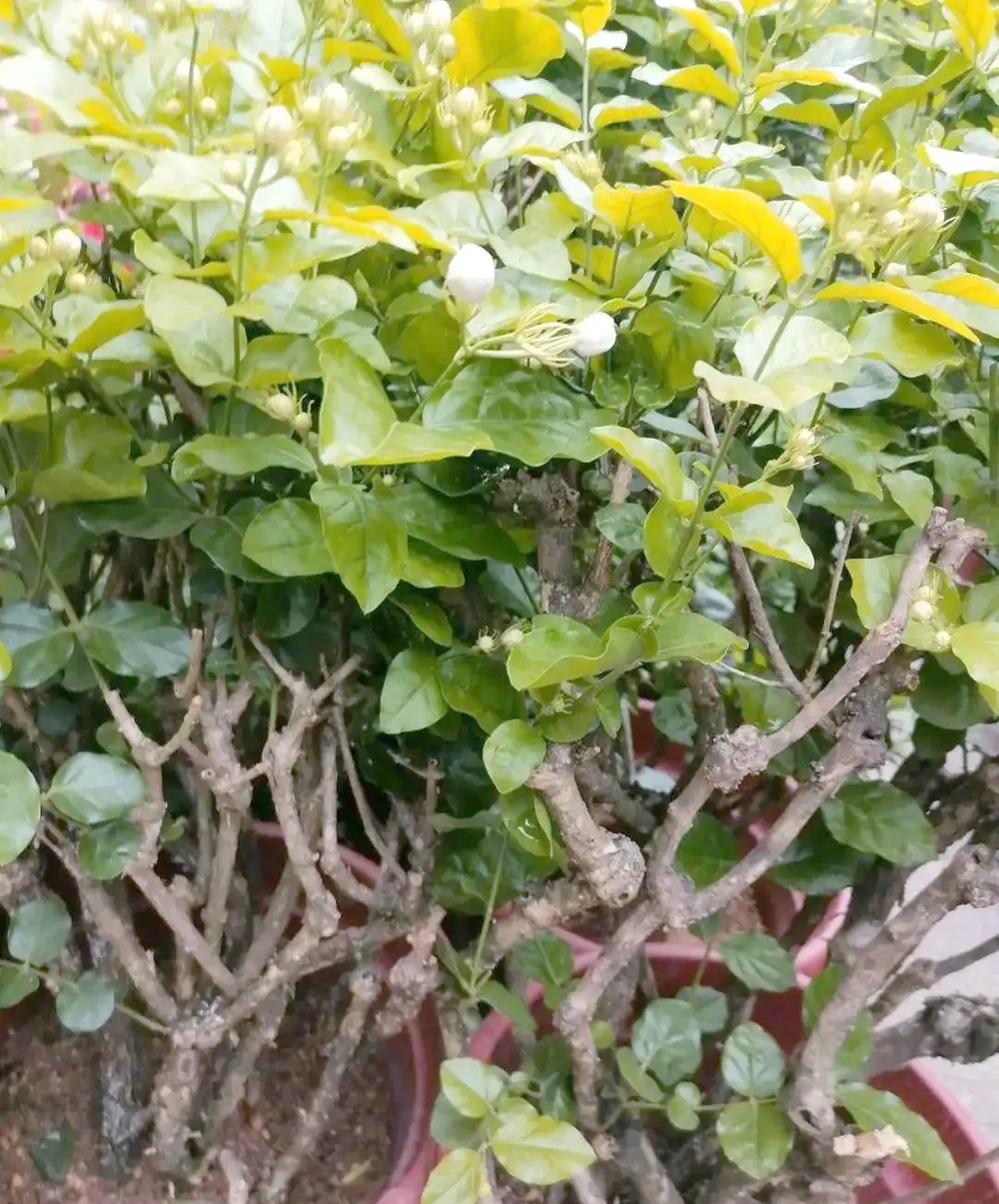 初夏家中必養的六種香花,讓您的家生機盎然
