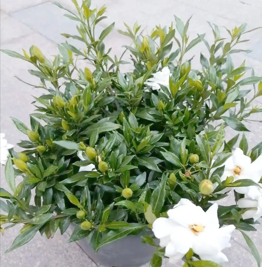 初夏家中必養的六種香花,讓您的家生機盎然