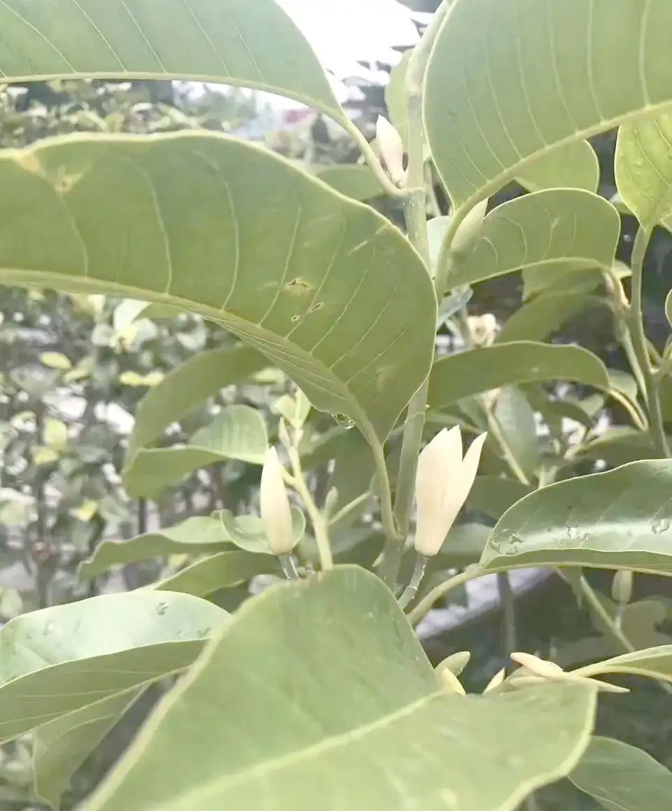初夏家中必養的六種香花,讓您的家生機盎然