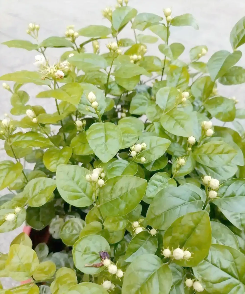 初夏家中必養的六種香花,讓您的家生機盎然