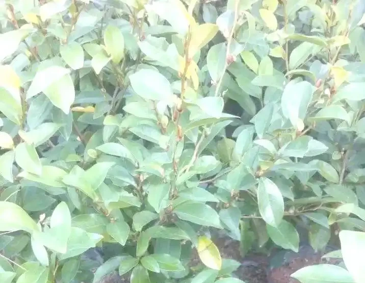 初夏家中必養的六種香花,讓您的家生機盎然