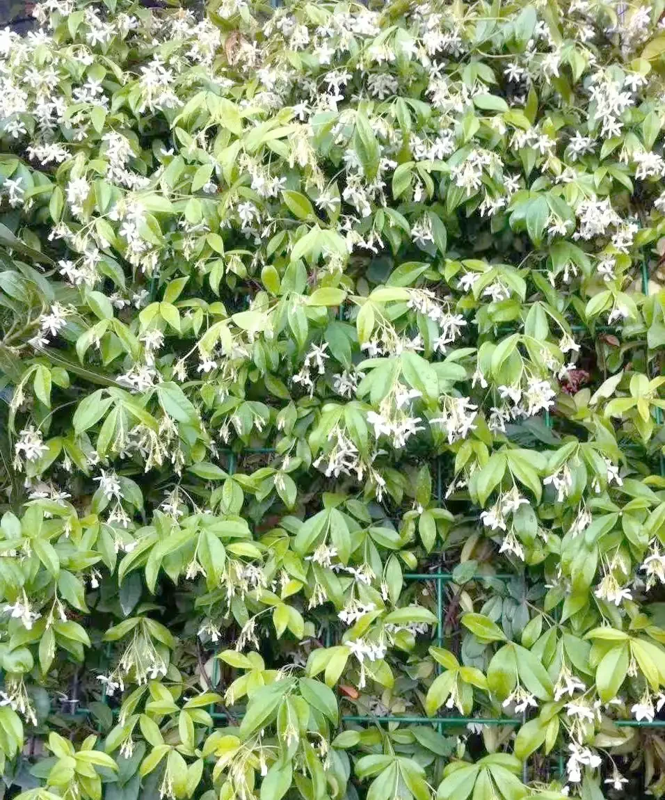 初夏家中必養的六種香花,讓您的家生機盎然