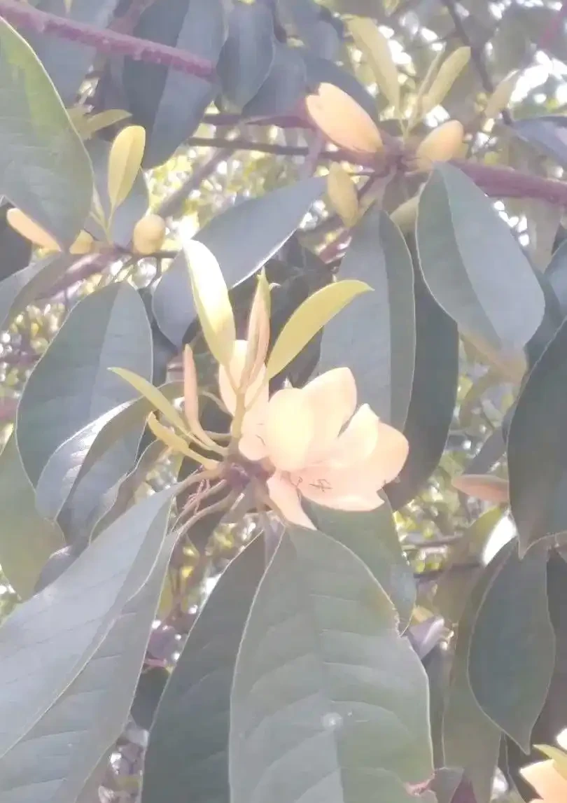 初夏家中必養的六種香花,讓您的家生機盎然