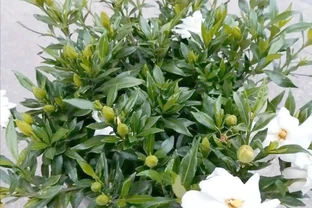 初夏家中必養的六種香花，讓您的家生機盎然