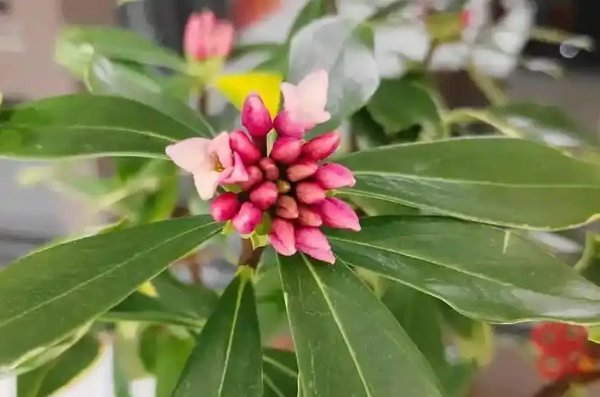 金邊瑞香的養護方法和注意事項,做到這5點,長得好,開花香半年
