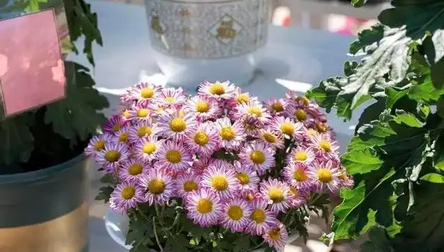 澆花澆到根全爛，3招救活很簡單，你敢試嗎？