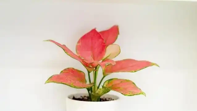 澆花澆到根全爛，3招救活很簡單，你敢試嗎？