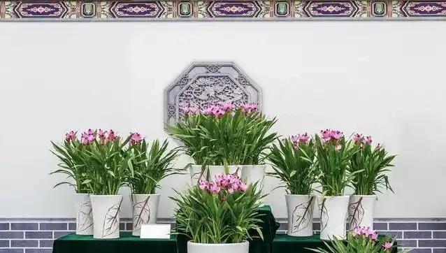 澆花澆到根全爛，3招救活很簡單，你敢試嗎？