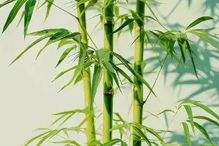 竹子黃葉全解析：5大誘因與針對性補救指南