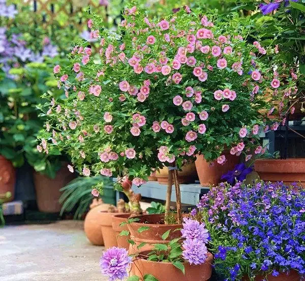 院子這樣規劃,一年四季都有花看!