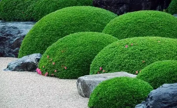 院子這樣規劃,一年四季都有花看!