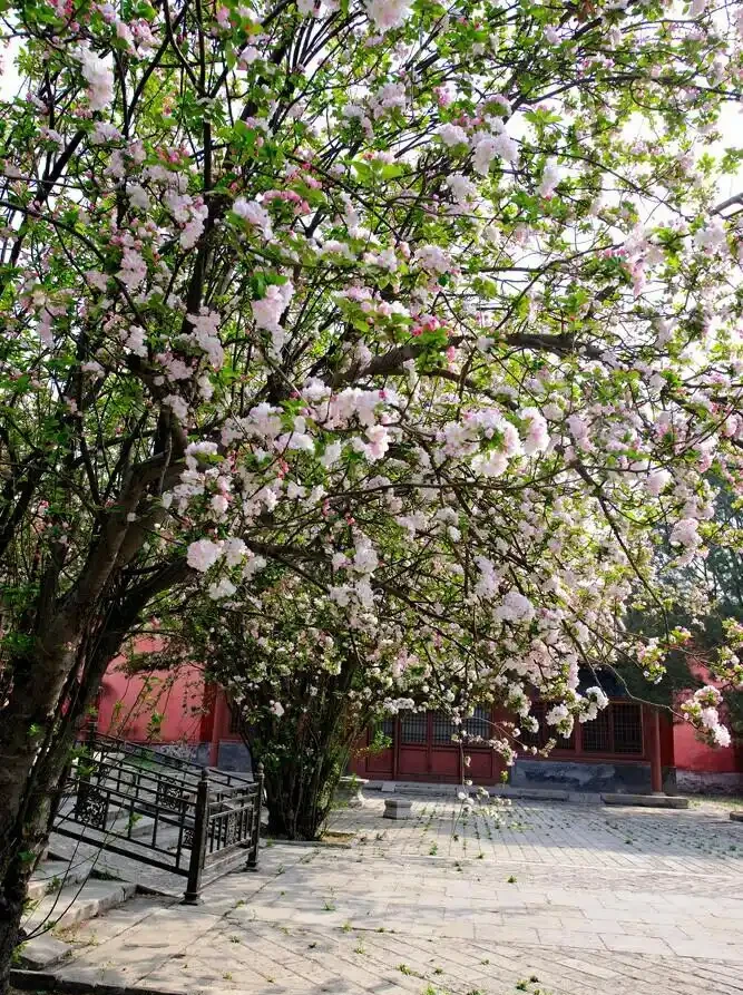 院子這樣規劃,一年四季都有花看!