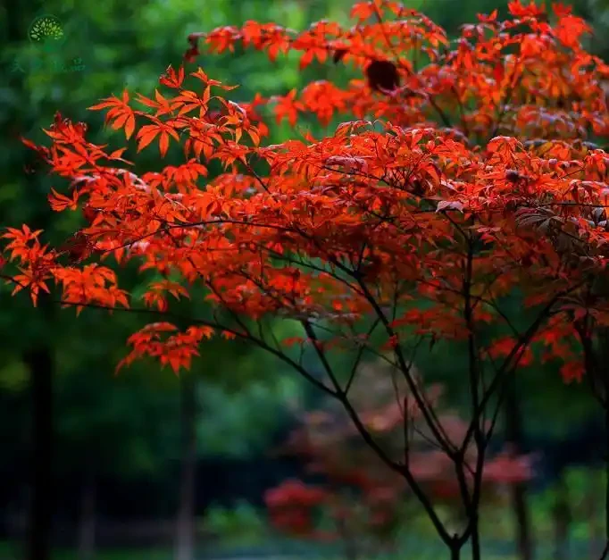 院子這樣規劃,一年四季都有花看!